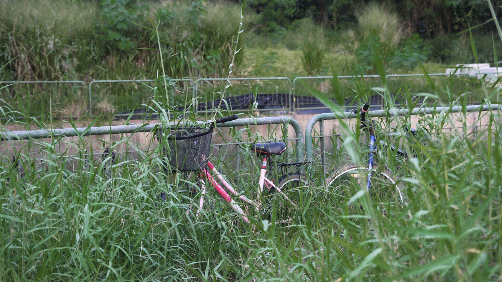 A bicycle chained to a railing and overgrown with vegetation.